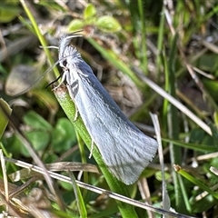 Thema holoxesta (Snowy Thema (Chezala Group)) at Tantawangalo, NSW - 9 Oct 2024 by Pirom