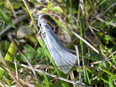 Thema holoxesta (Snowy Thema (Chezala Group)) at Tantawangalo, NSW - 9 Oct 2024 by Pirom