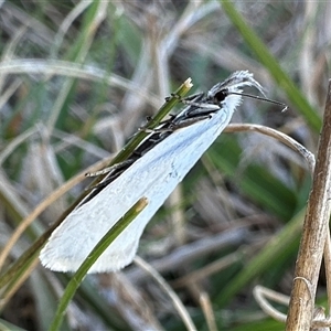 Thema holoxesta (Snowy Thema (Chezala Group)) at Pialligo, ACT by Pirom