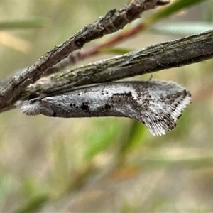 Dascia sagittifera (A Stem Borer moth (Lyonetiidae)) at Denman Prospect, ACT by Pirom