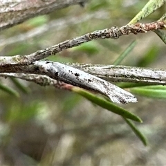 Dascia sagittifera at Denman Prospect, ACT - 15 Oct 2024