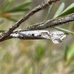 Dascia sagittifera at Denman Prospect, ACT - 15 Oct 2024