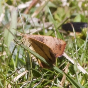 Chrysolarentia mecynata (Mecynata Carpet Moth) at Tantawangalo, NSW by Pirom