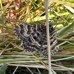 Chrysolarentia heliacaria (Heliacaria Carpet) at Tantawangalo, NSW - 9 Oct 2024 by Pirom