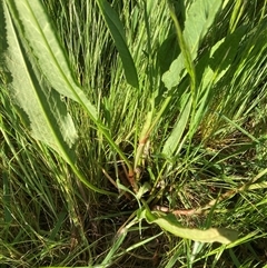 Rumex sp. (A Dock) at Belconnen, ACT - 12 Oct 2024 by JohnGiacon