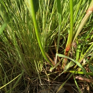 Rumex sp. at Belconnen, ACT - 12 Oct 2024