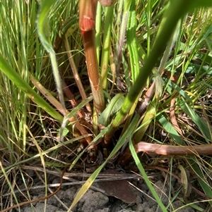 Rumex sp. at Belconnen, ACT - 12 Oct 2024