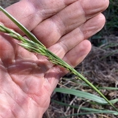 Ehrharta erecta (Panic Veldtgrass) at Belconnen, ACT - 12 Oct 2024 by JohnGiacon