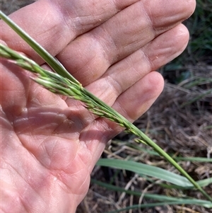 Ehrharta erecta at Belconnen, ACT - 12 Oct 2024