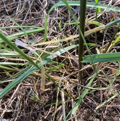 Ehrharta erecta at Belconnen, ACT - 12 Oct 2024