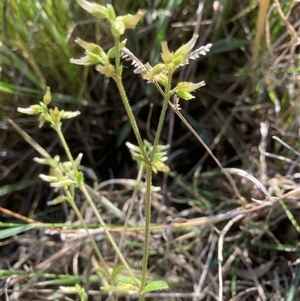 Cerastium glomeratum at Belconnen, ACT - 12 Oct 2024