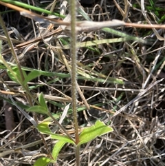 Cerastium glomeratum at Belconnen, ACT - 12 Oct 2024