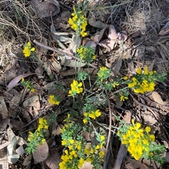 Cytisus scoparius subsp. scoparius at Bruce, ACT - 13 Oct 2024 by JohnGiacon