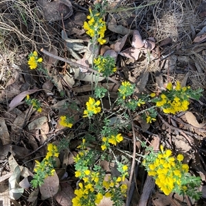 Cytisus scoparius subsp. scoparius at Bruce, ACT by JohnGiacon