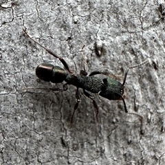 Rhytidoponera metallica (Greenhead ant) at Denman Prospect, ACT - 15 Oct 2024 by Pirom