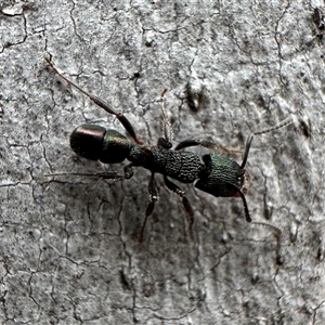 Rhytidoponera metallica (Greenhead ant) at Denman Prospect, ACT by Pirom