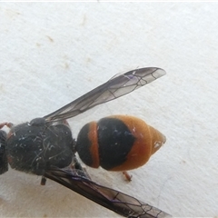 Unidentified Wasp (Hymenoptera, Apocrita) at Belconnen, ACT - 12 Oct 2024 by JohnGiacon