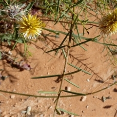 Unidentified Other Wildflower or Herb at Francois Peron National Park, WA - 11 Sep 2024 by Paul4K