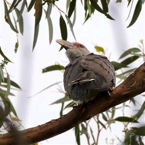 Scythrops novaehollandiae (Channel-billed Cuckoo) at Bulli, NSW by jb2602