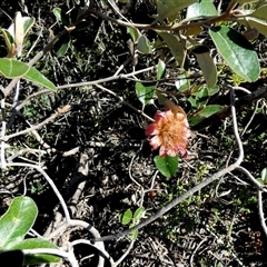 Unidentified Other Shrub at Francois Peron National Park, WA - 11 Sep 2024 by Paul4K