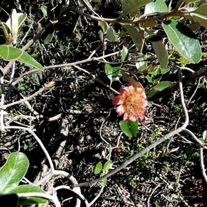 Unidentified Other Shrub at Francois Peron National Park, WA by Paul4K