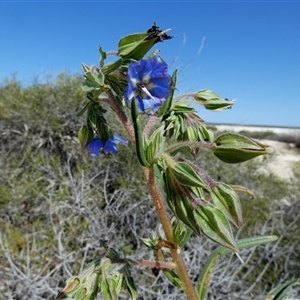 Unidentified Other Wildflower or Herb at Francois Peron National Park, WA by Paul4K