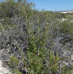 Trichodesma zeylanicum at Francois Peron National Park, WA - 11 Sep 2024 12:20 PM