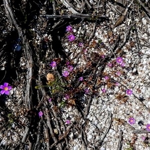 Calandrinia sp. at Francois Peron National Park, WA - 11 Sep 2024 12:26 PM