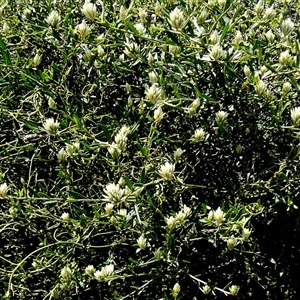 Unidentified Other Shrub at Francois Peron National Park, WA by Paul4K