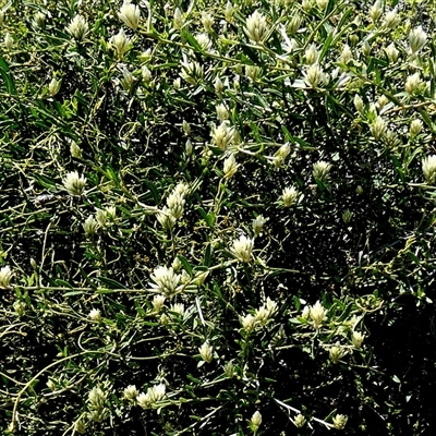 Unidentified Other Shrub at Francois Peron National Park, WA - 11 Sep 2024 by Paul4K