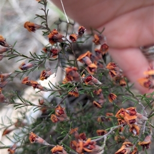 Dillwynia sp. Yetholme (P.C.Jobson 5080) NSW Herbarium at Tharwa, ACT by mainsprite