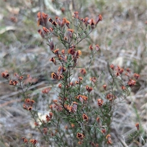 Dillwynia sp. Yetholme (P.C.Jobson 5080) NSW Herbarium at suppressed - 15 Oct 2024