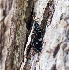 Porismus strigatus (Pied Lacewing) at Cordeaux Heights, NSW - 2 Apr 2024 by PaperbarkNativeBees