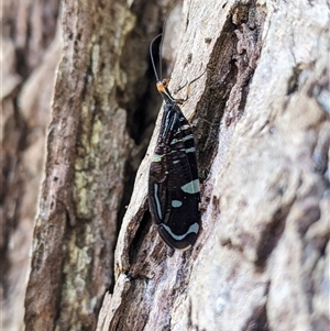 Porismus strigatus (Pied Lacewing) at Cordeaux Heights, NSW by PaperbarkNativeBees