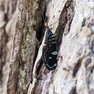 Porismus strigatus (Pied Lacewing) at Cordeaux Heights, NSW - 2 Apr 2024 by PaperbarkNativeBees