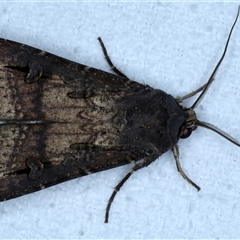 Agrotis ipsilon (Agrotis ipsilon) at Bulli, NSW - 6 Oct 2024 by jb2602