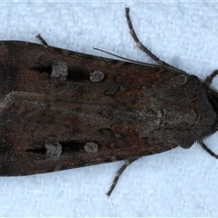 Agrotis infusa (Bogong Moth, Common Cutworm) at Bulli, NSW - 5 Oct 2024 by jb2602