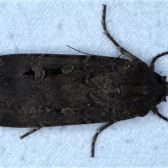 Agrotis infusa at Bulli, NSW - 5 Oct 2024