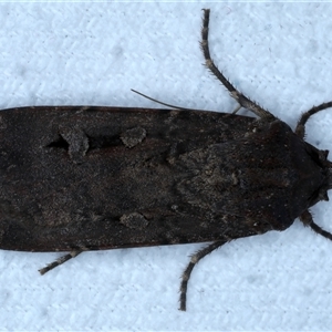 Agrotis infusa at Bulli, NSW - 5 Oct 2024 10:27 PM