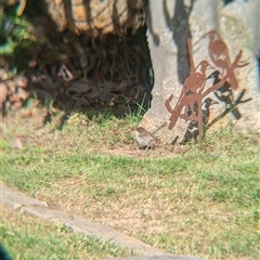 Malurus cyaneus (Superb Fairywren) at North Albury, NSW - 15 Oct 2024 by Darcy