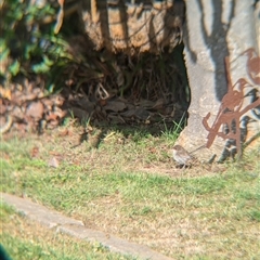 Malurus cyaneus at North Albury, NSW - 15 Oct 2024