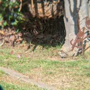 Malurus cyaneus at North Albury, NSW - suppressed