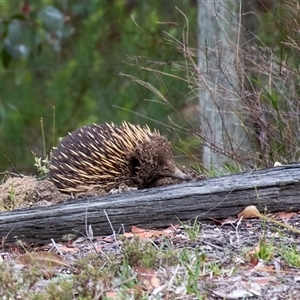 Tachyglossus aculeatus at Penrose, NSW - suppressed