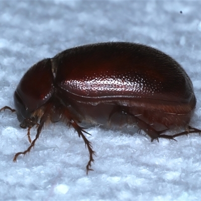 Melolonthinae sp. (subfamily) at Bulli, NSW - 4 Oct 2024 by jb2602