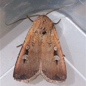 Agrotis infusa (Bogong Moth, Common Cutworm) at Narrabundah, ACT by RobParnell