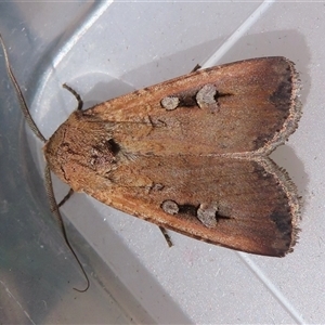 Agrotis infusa at Narrabundah, ACT - 14 Oct 2024