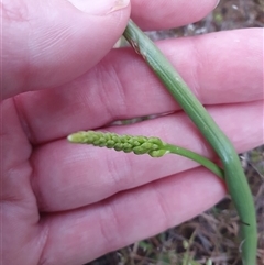 Microtis sp. (Onion Orchid) at Yarralumla, ACT - 15 Oct 2024 by Bubbles