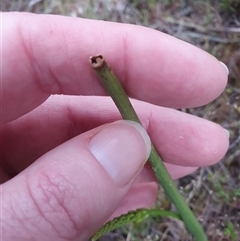 Microtis sp. at Yarralumla, ACT - 15 Oct 2024