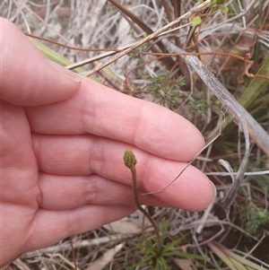 Stylidium graminifolium at Aranda, ACT - 15 Oct 2024