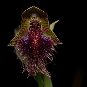 Calochilus platychilus (Purple Beard Orchid) at Aranda, ACT by BB23